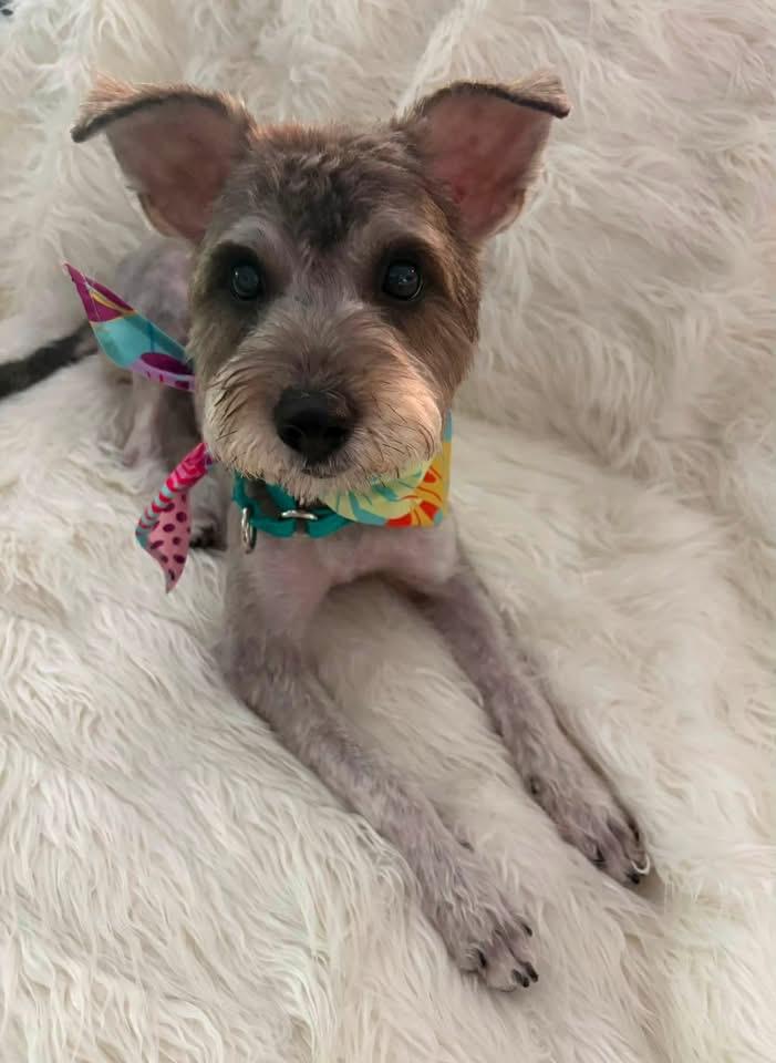 Emma, adopted, Young Female Miniature Schnauzer.