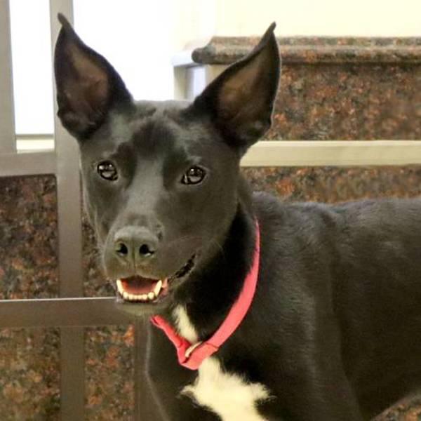 Enlarge Benjamin, a Adoptable mixed breed in Fort Davis, TX image 5/6