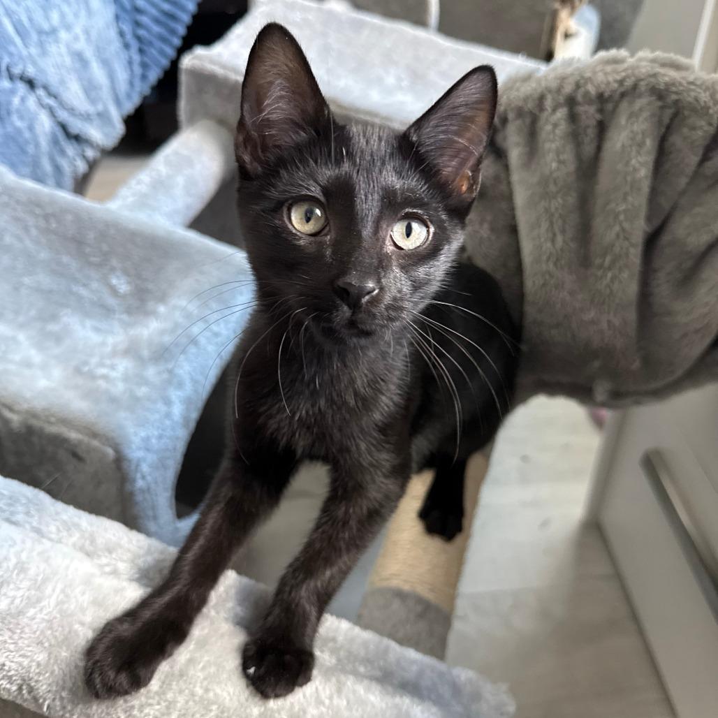 Enlarge Onyx, an adopted Domestic Short Hair in Parkland, FL image 1/6