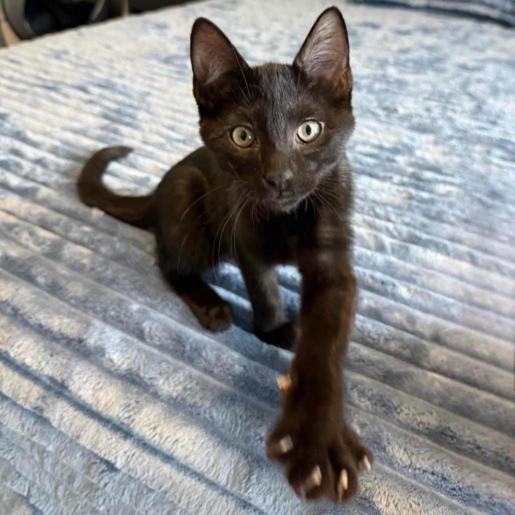 Enlarge Onyx, a ADOPTABLE Domestic Short Hair in Parkland, FL image 2/6