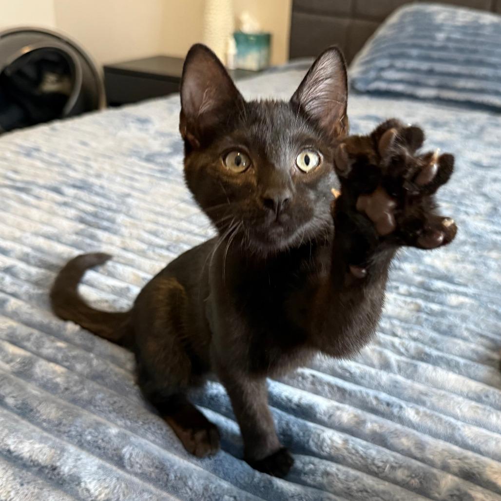 Enlarge Onyx, a ADOPTABLE Domestic Short Hair in Parkland, FL image 5/6