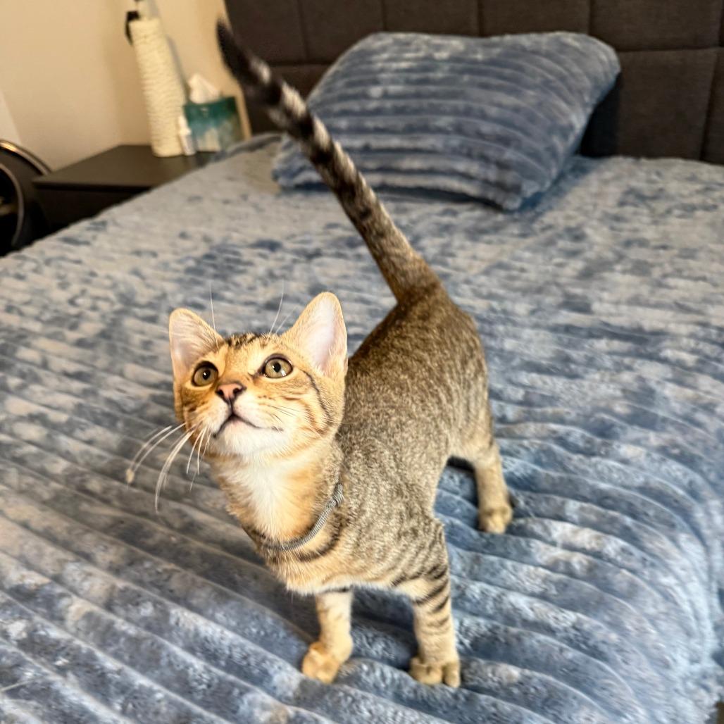 Enlarge Onyx, a ADOPTABLE Domestic Short Hair in Parkland, FL image 6/6