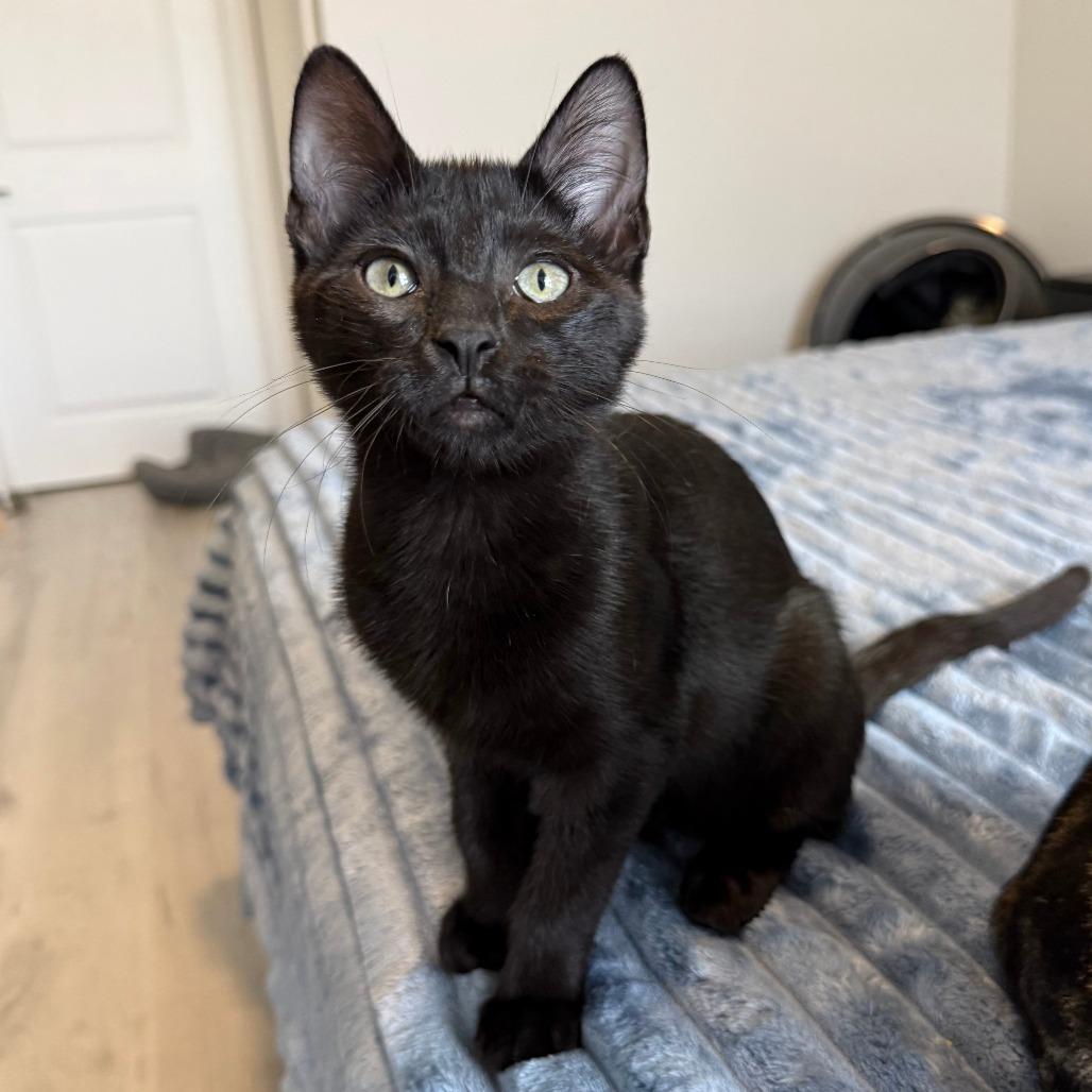 Onyx, ADOPTABLE, Young Male Domestic Short Hair.