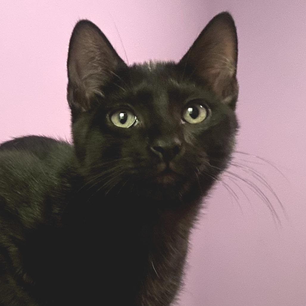 Enlarge Onyx, a ADOPTABLE Domestic Short Hair in Parkland, FL image 3/6