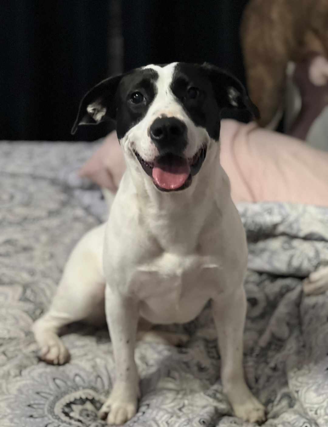 Delilah, Adopted, Young Female Labrador Retriever.