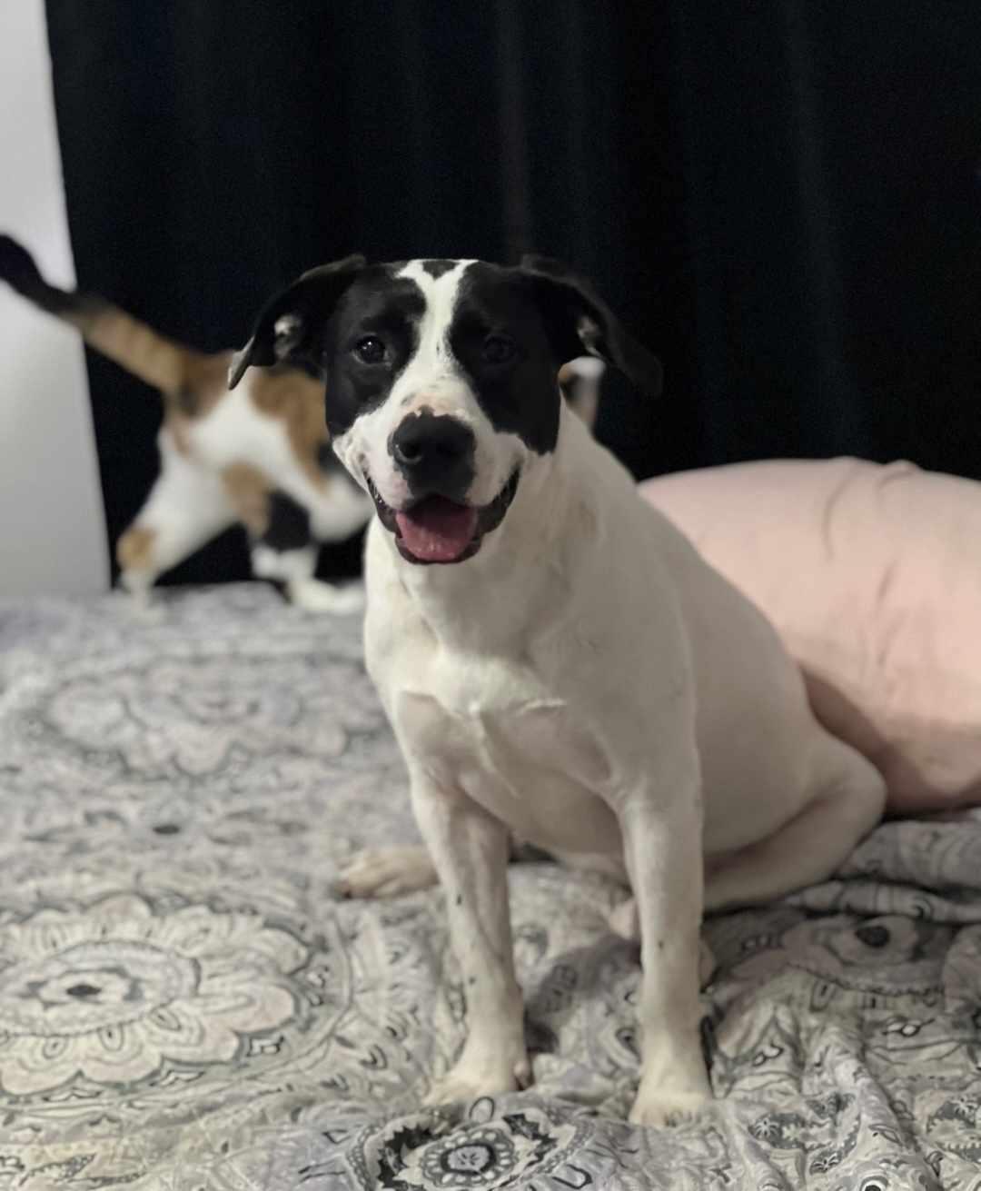 Enlarge Delilah, a Adopted Labrador Retriever in Orangeburg, SC image 3/3