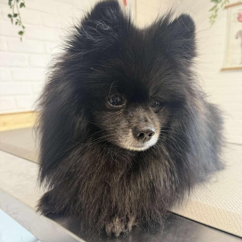 Enlarge Monty, a Adoptable Pomeranian in Athens, ON image 1/4