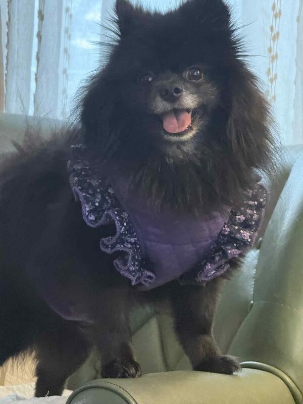 Enlarge Monty, a Adoptable Pomeranian in Athens, ON image 1/5