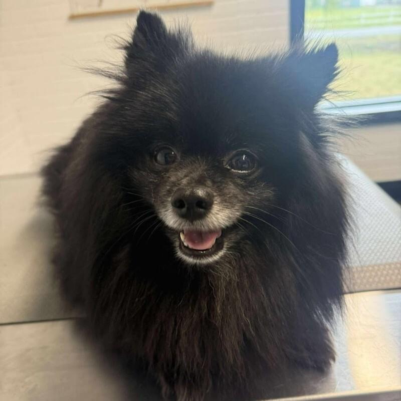 Enlarge Monty, a Adoptable Pomeranian in Athens, ON image 3/4