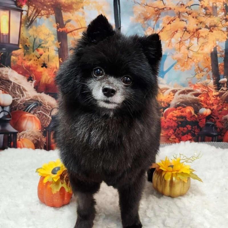 Enlarge Monty, a Adoptable Pomeranian in Athens, ON image 4/4