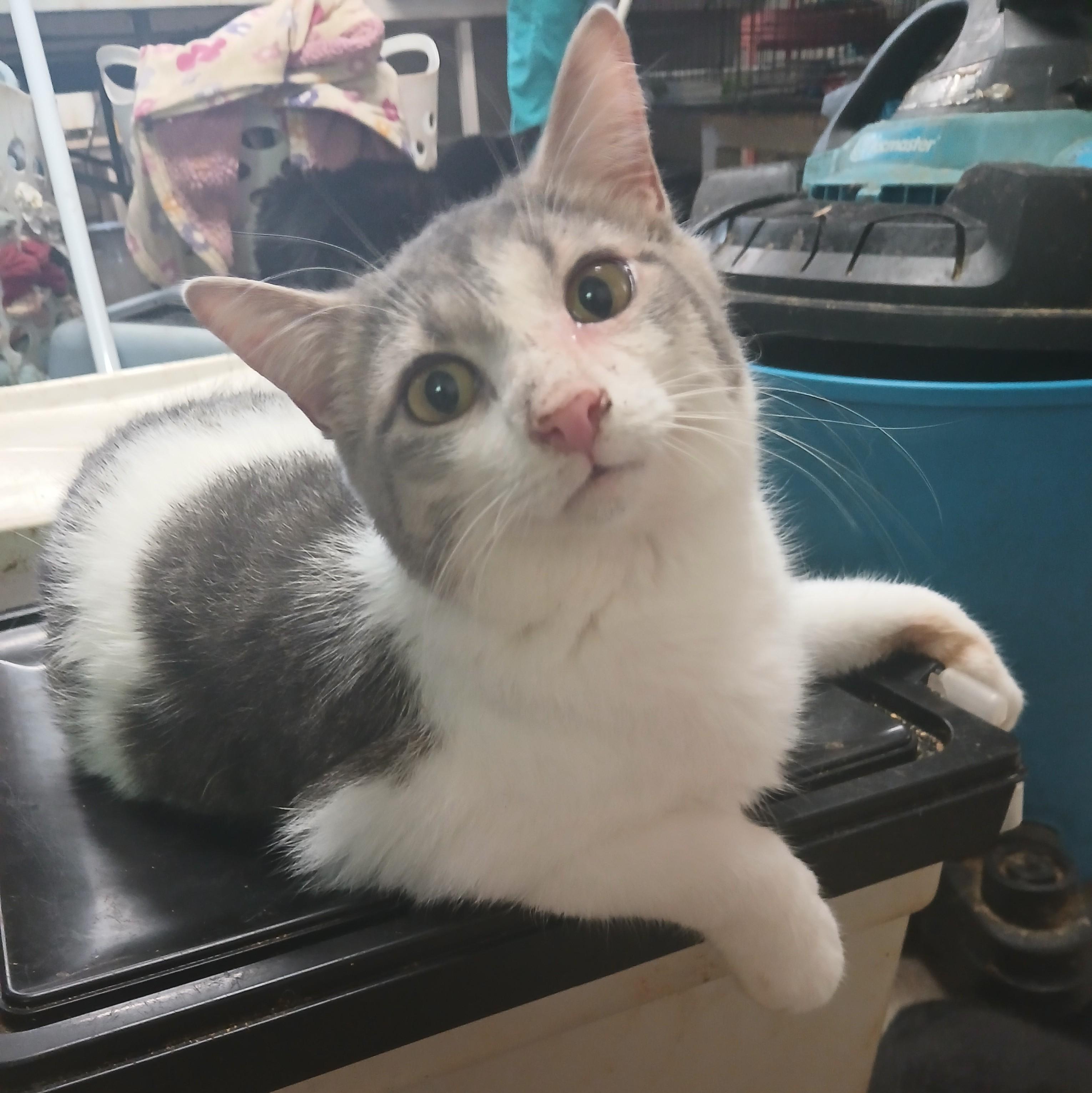 Enlarge Lakeside Morning, a Adoptable Domestic Short Hair in Eaton Rapids, MI image 1/6