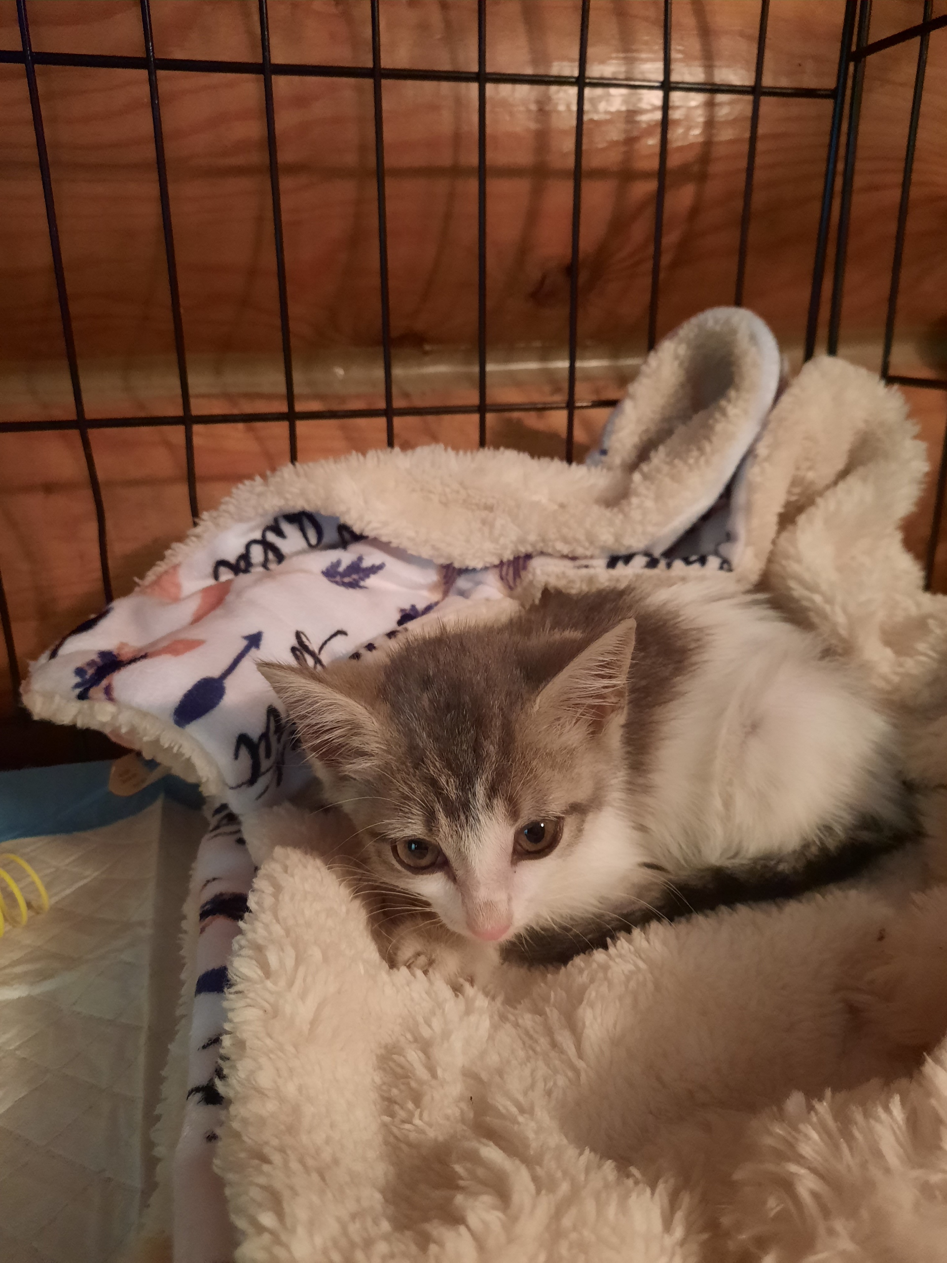 Enlarge Lakeside Morning, a Adoptable Domestic Short Hair in Eaton Rapids, MI image 5/6