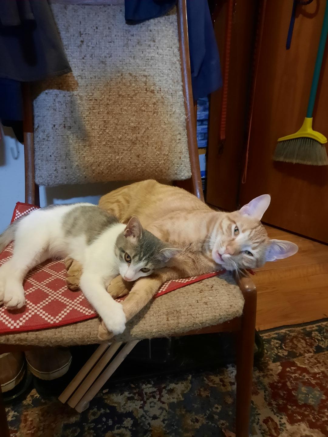 Enlarge Lakeside Morning, a Adoptable Domestic Short Hair in Eaton Rapids, MI image 3/6