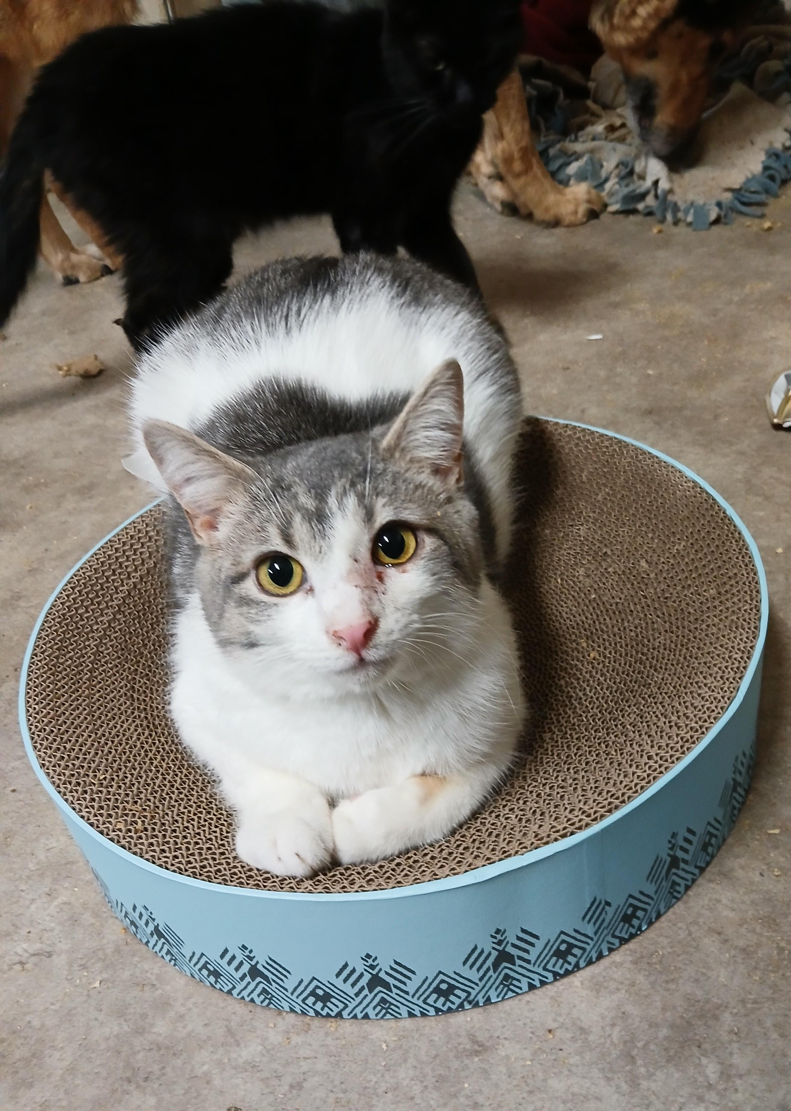 Enlarge Lakeside Morning, a Adoptable Domestic Short Hair in Eaton Rapids, MI image 2/6