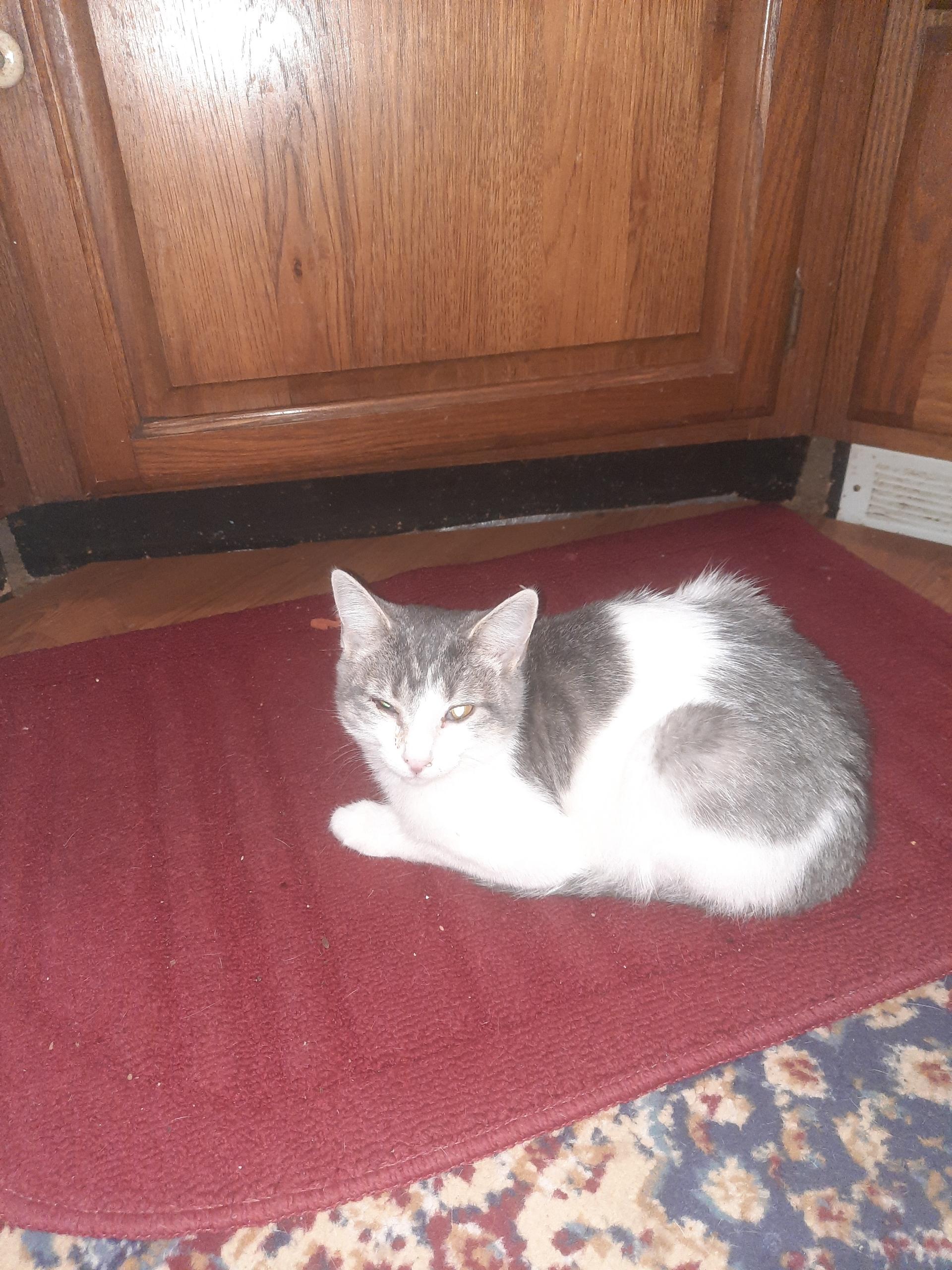 Enlarge Lakeside Morning, a Adoptable Domestic Short Hair in Eaton Rapids, MI image 4/6