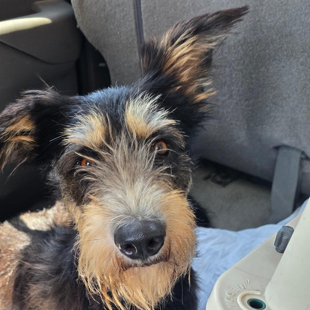 Dahlia, Adoptable, Young Female Schnauzer & Brussels Griffon.