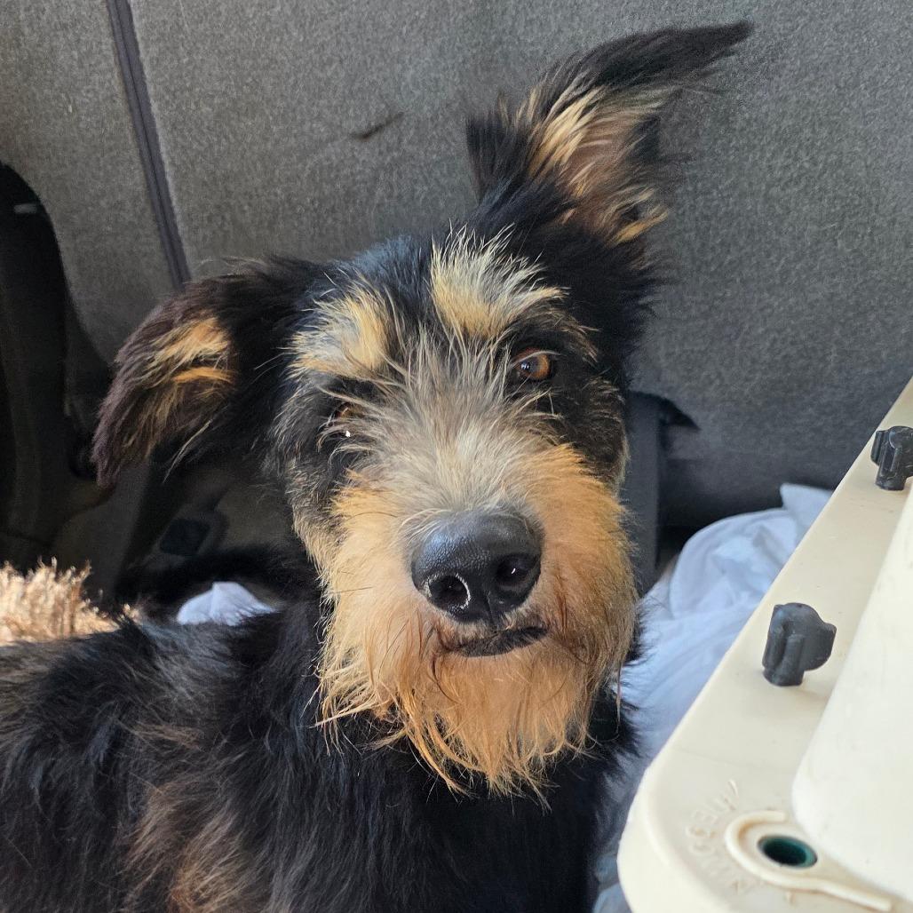 Enlarge Dahlia, a Adoptable mixed breed in Goltry, OK image 2/5