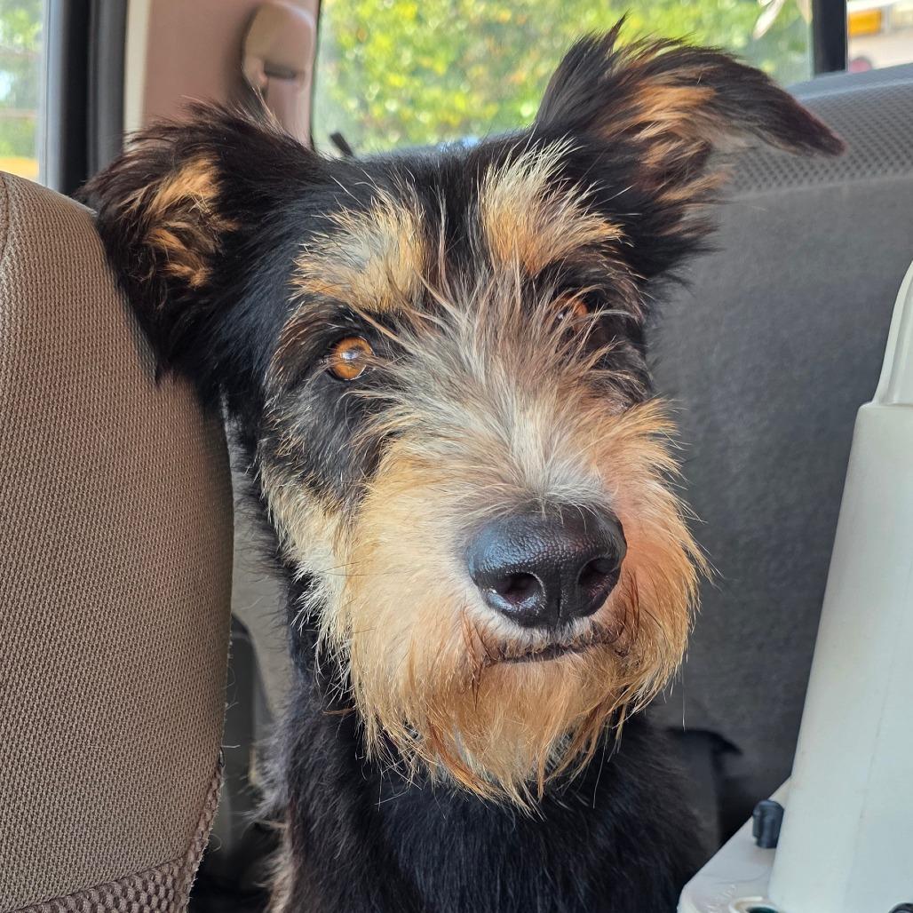 Enlarge Dahlia, a Adoptable mixed breed in Goltry, OK image 5/5
