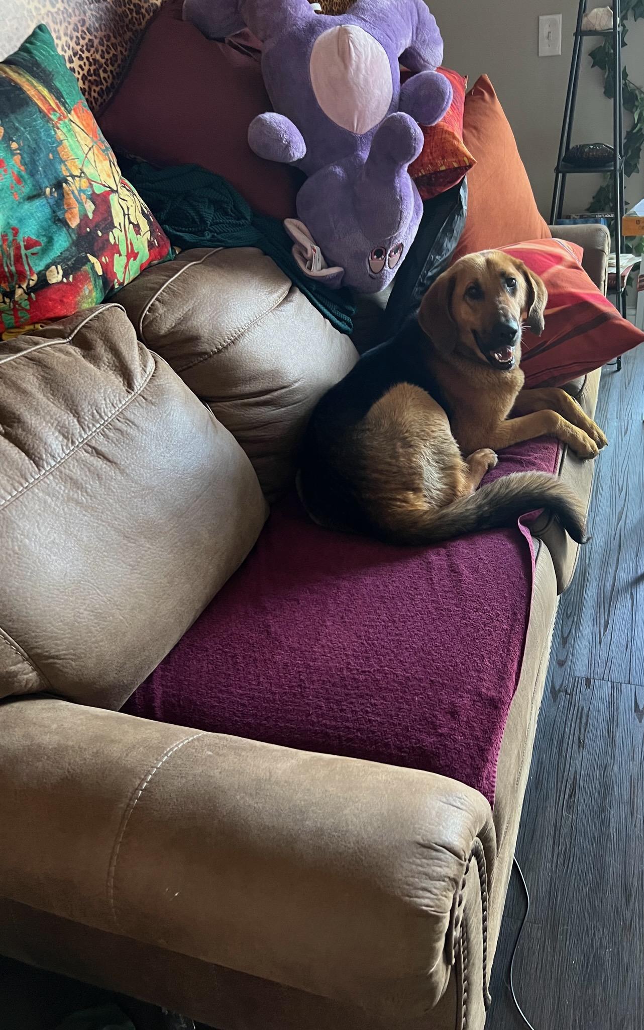 Ellie Mae, a Adoptable Hound in Colleyville, TX image 1/5