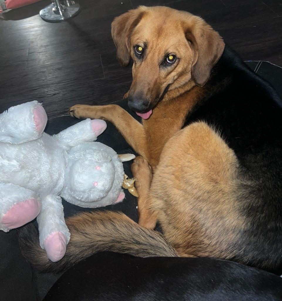 Ellie Mae, a Adoptable Hound in Colleyville, TX image 2/5