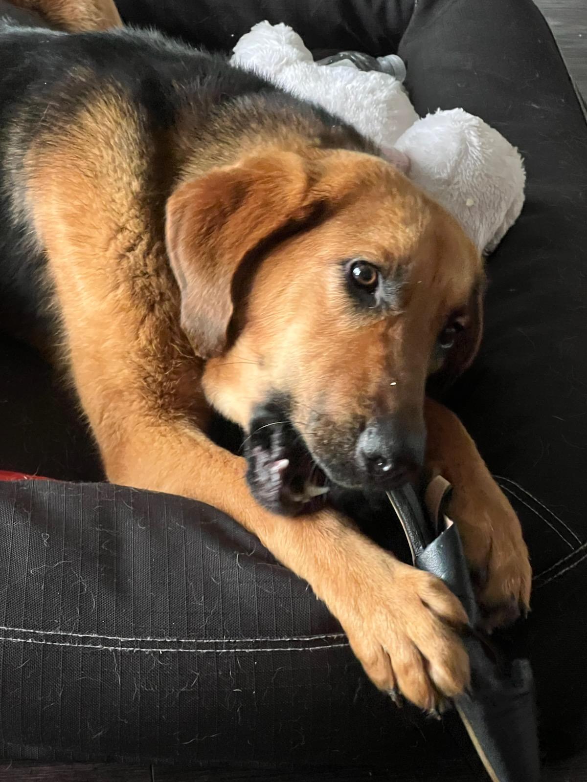 Ellie Mae, a Adoptable Hound in Colleyville, TX image 3/5