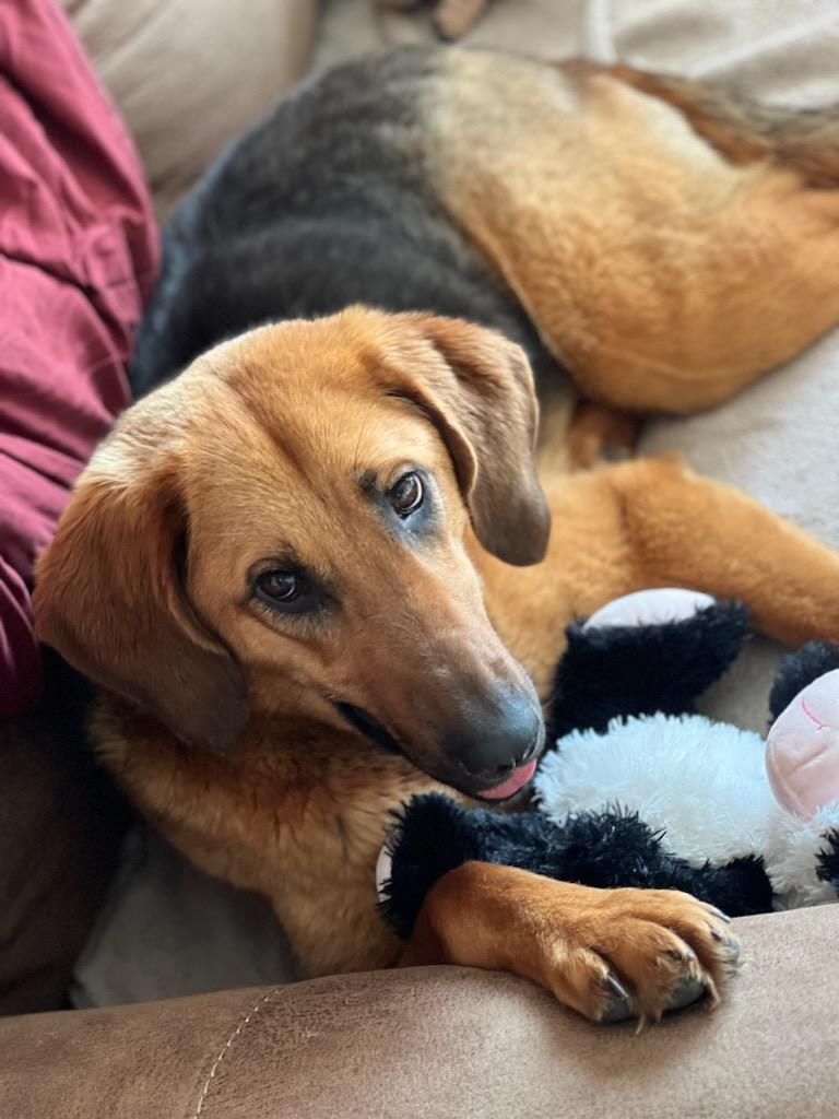 Ellie Mae, a Adoptable Hound in Colleyville, TX image 4/5