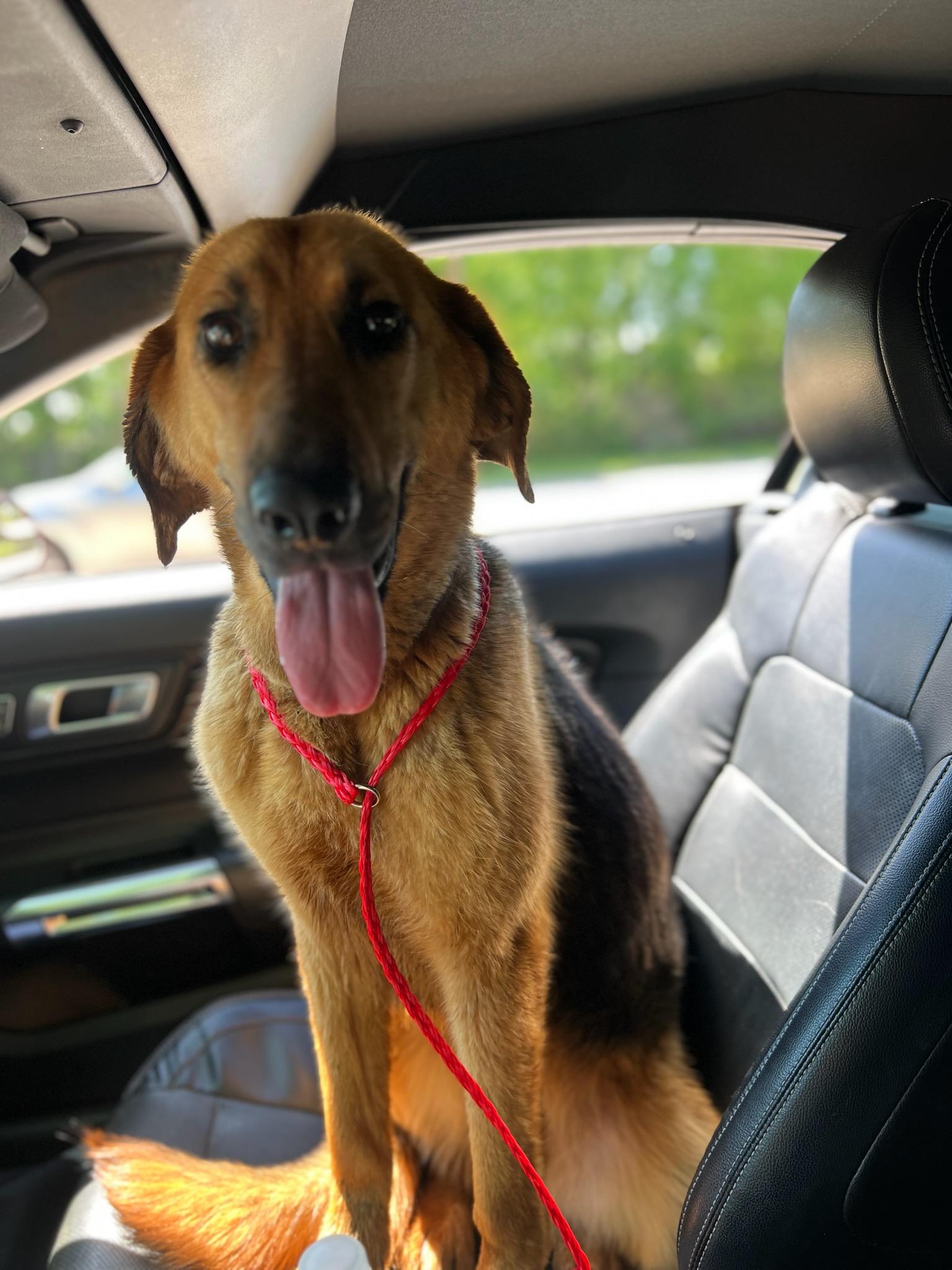 Ellie Mae, a Adoptable Hound in Colleyville, TX image 5/5