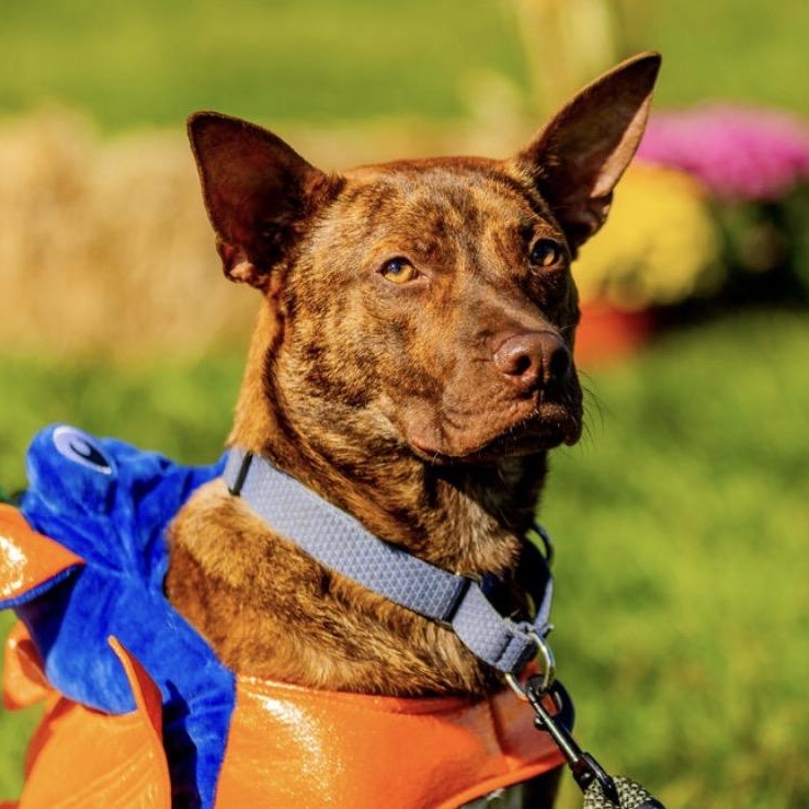 Hershey, a Adoptable mixed breed in Cumberland, RI image 2/5