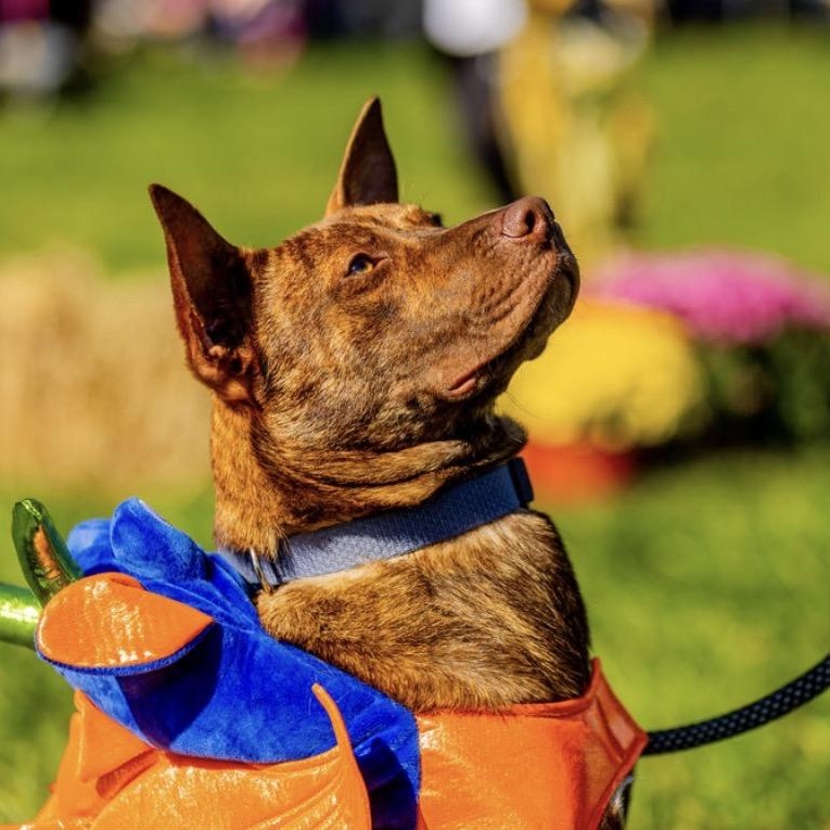 Hershey, a Adoptable mixed breed in Cumberland, RI image 3/5