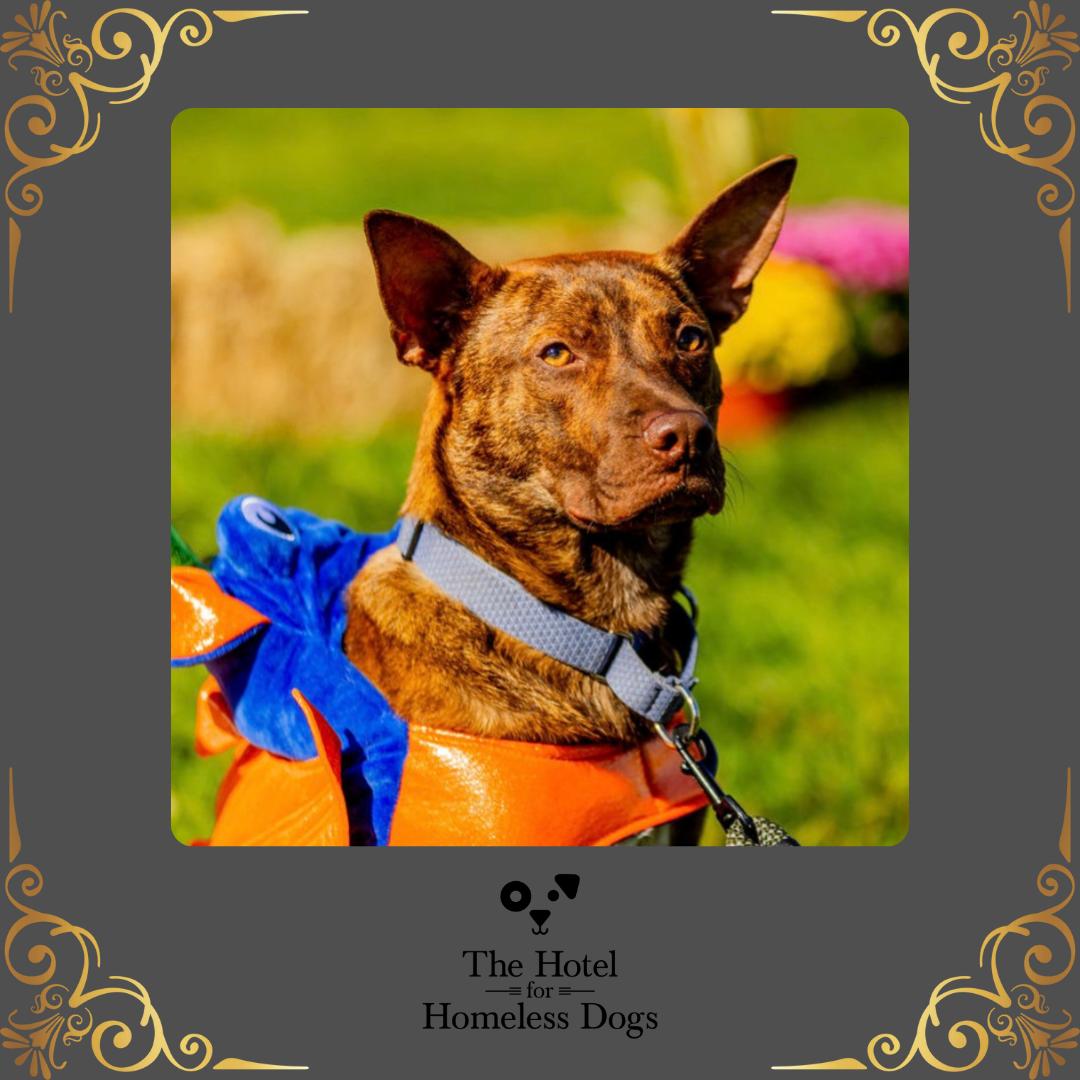 Hershey, Adoptable, Young Male Terrier & Shepherd.