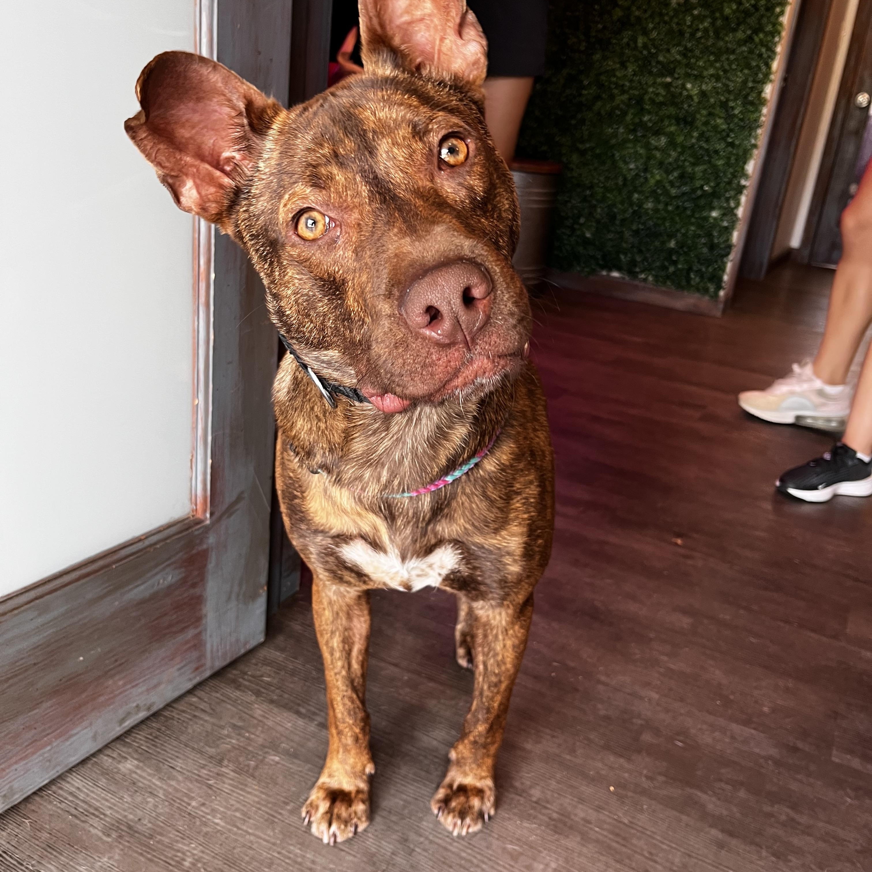 Hershey, a Adoptable mixed breed in Cumberland, RI image 5/5