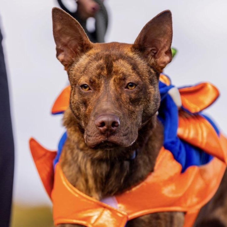 Hershey, a Adoptable mixed breed in Cumberland, RI image 4/5
