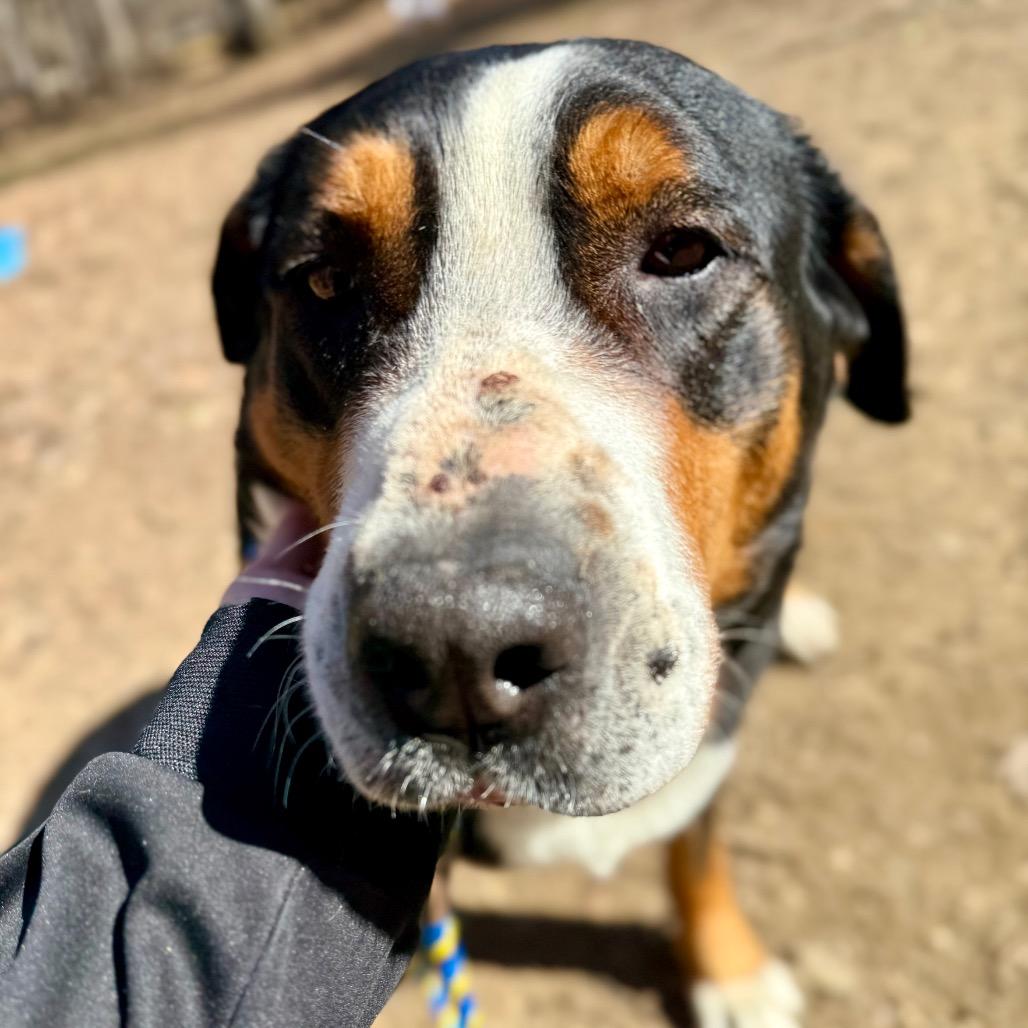 Gracie, Adoptable, Senior Female Greater Swiss Mountain Dog.