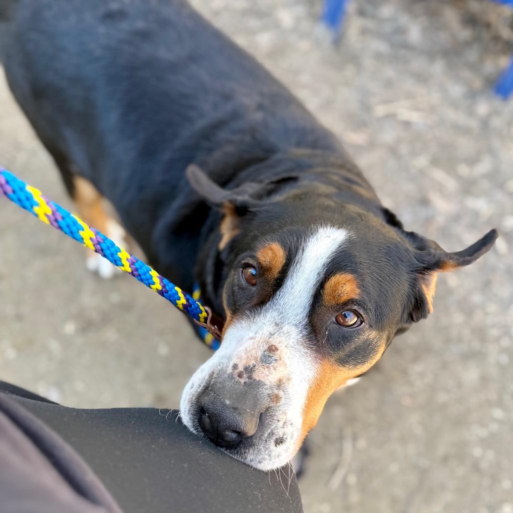 Enlarge Gracie, a Adoptable Greater Swiss Mountain Dog in West Chester, PA image 2/6