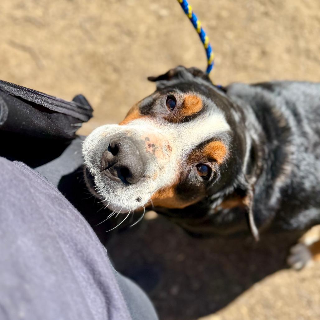 Enlarge Gracie, a Adoptable Greater Swiss Mountain Dog in West Chester, PA image 3/6