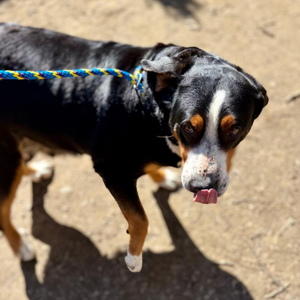 Enlarge Gracie, a Adoptable Greater Swiss Mountain Dog in West Chester, PA image 4/6