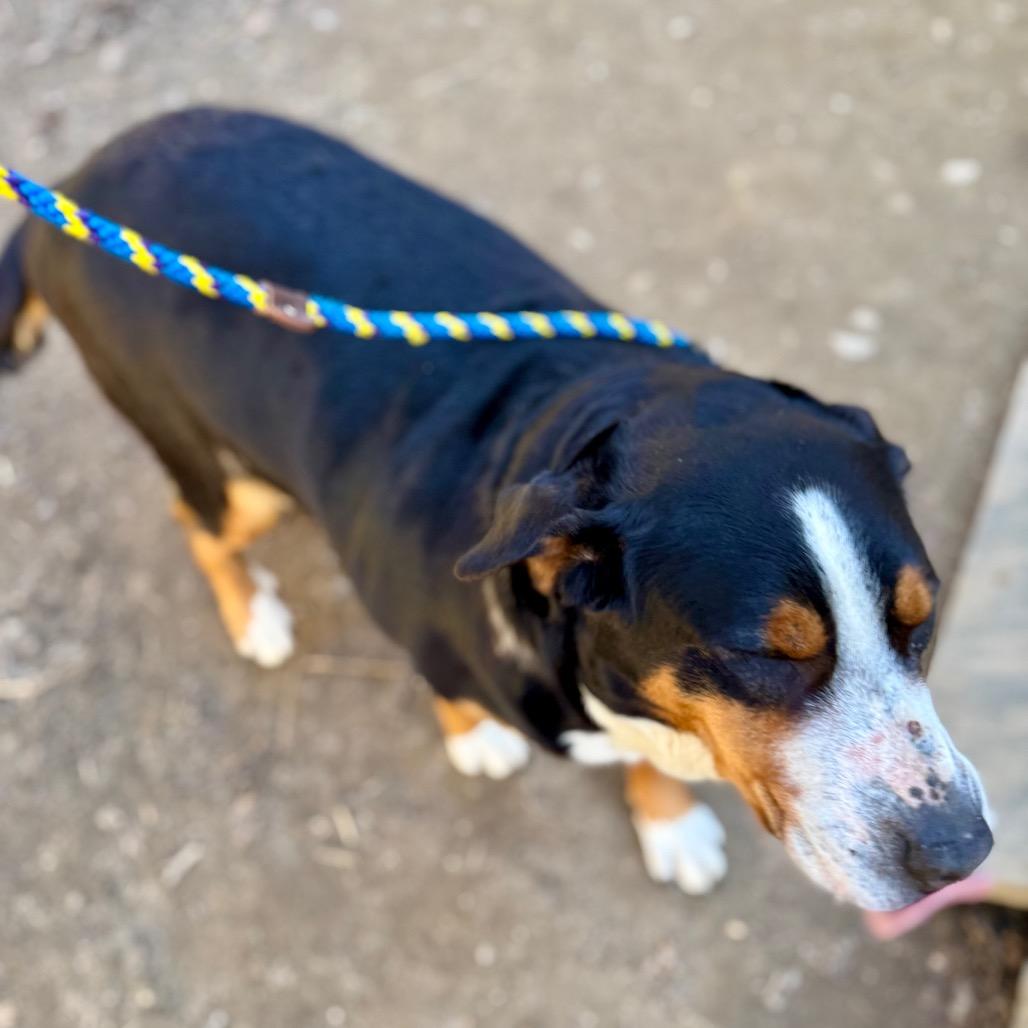 Enlarge Gracie, a Adoptable Greater Swiss Mountain Dog in West Chester, PA image 5/6