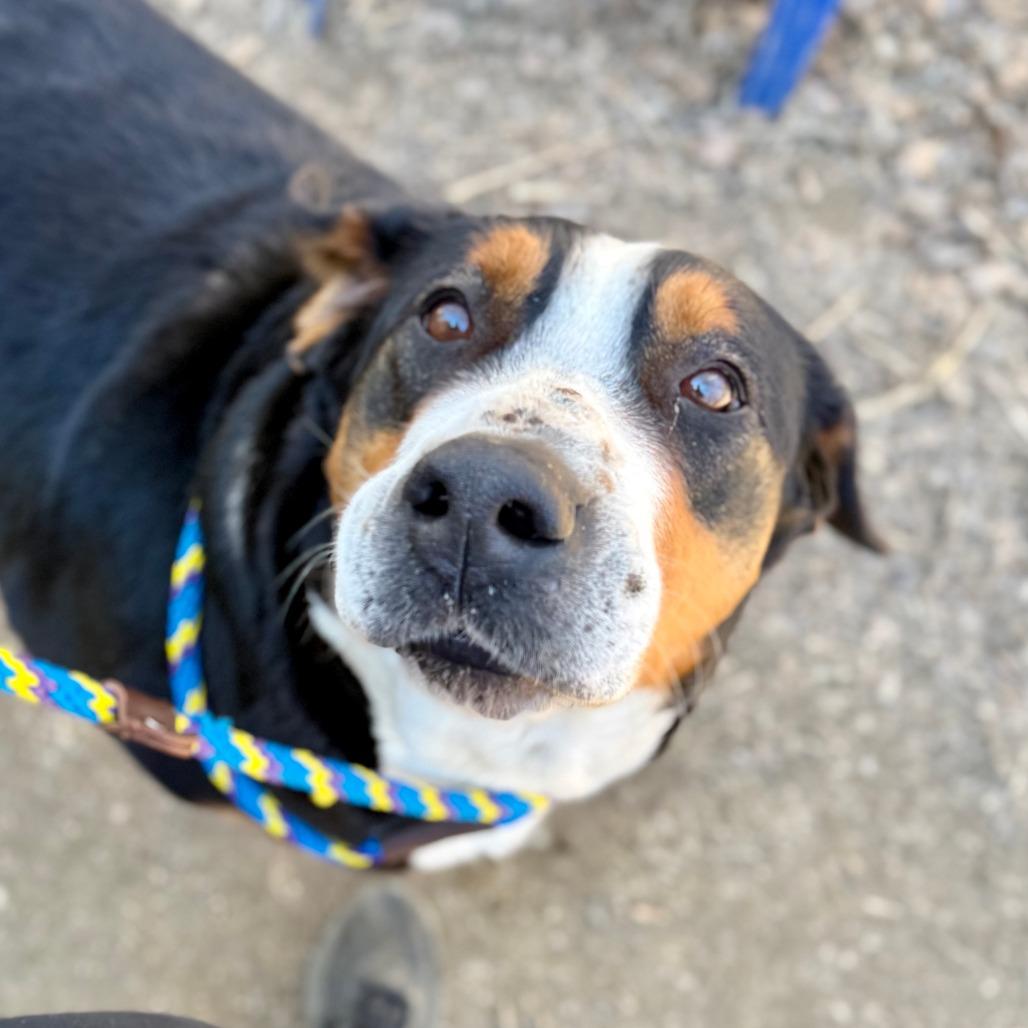 Enlarge Gracie, a Adoptable Greater Swiss Mountain Dog in West Chester, PA image 6/6