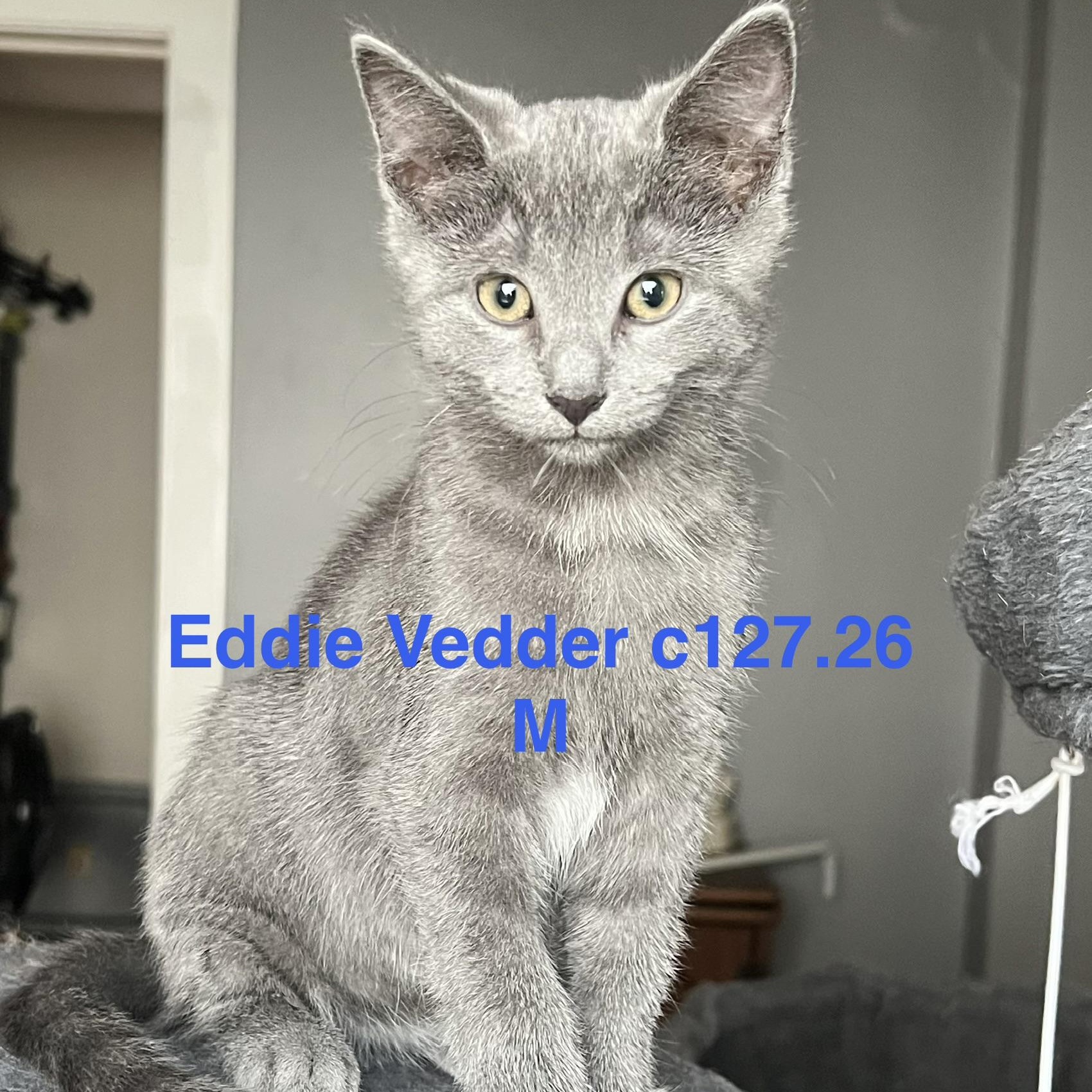 Foster Eddie Vedder, Adoptable, Kitten Male Domestic Short Hair.
