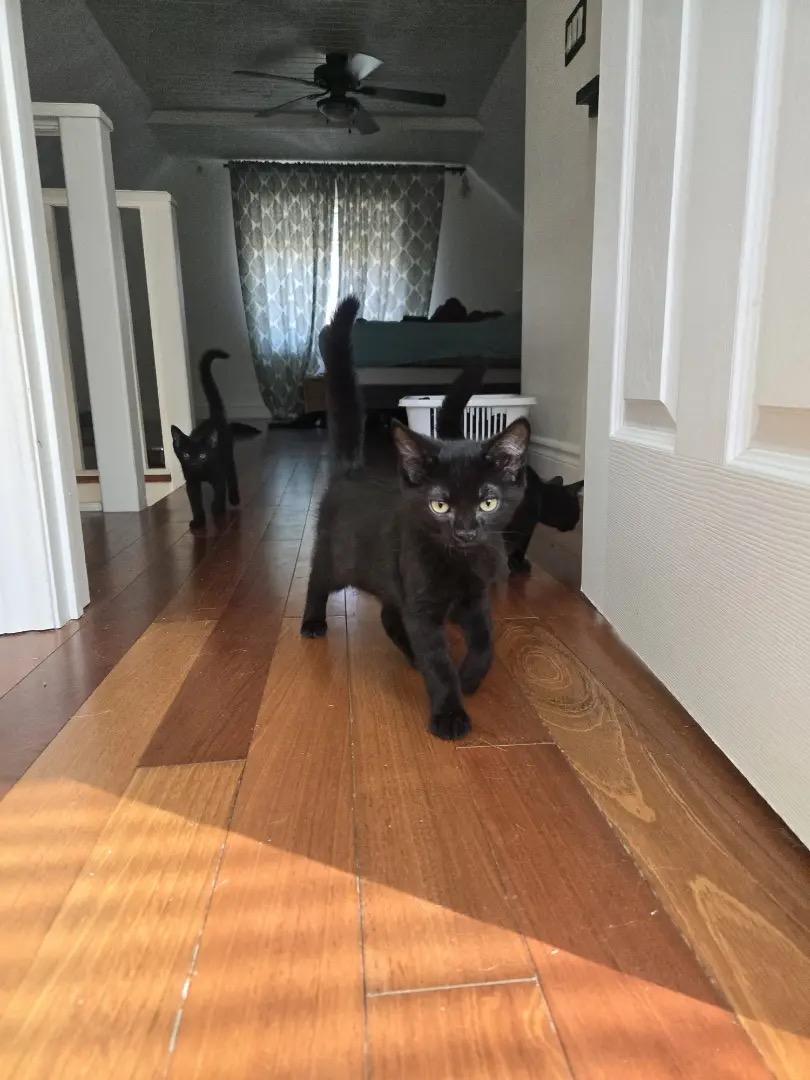 Enlarge Nellie, a Adoptable Domestic Short Hair in Ashton, ON image 2/4