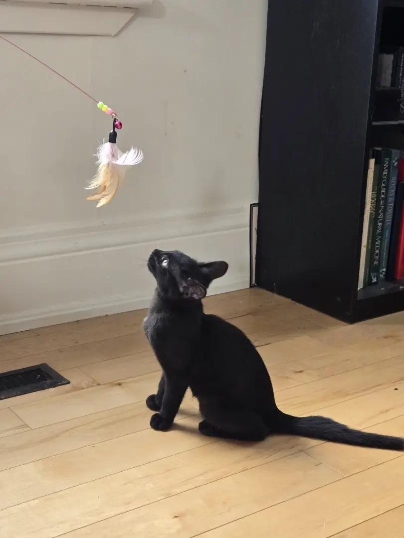 Enlarge Nellie, a Adoptable Domestic Short Hair in Ashton, ON image 3/4