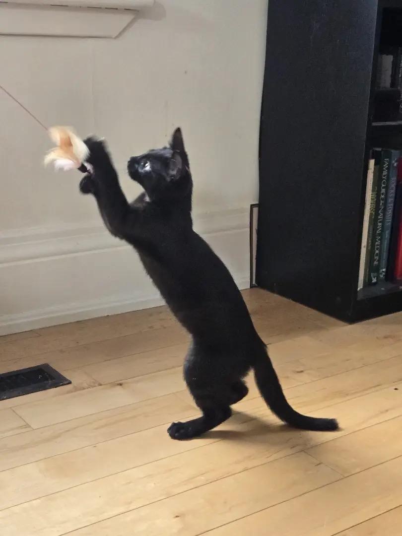 Nellie, Adoptable, Young Female Domestic Short Hair.