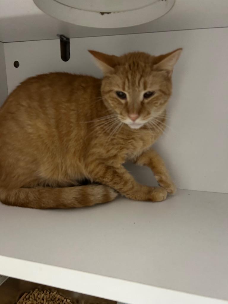 Enlarge Cornbread, a Adoptable mixed breed in East Ridge, TN image 1/1