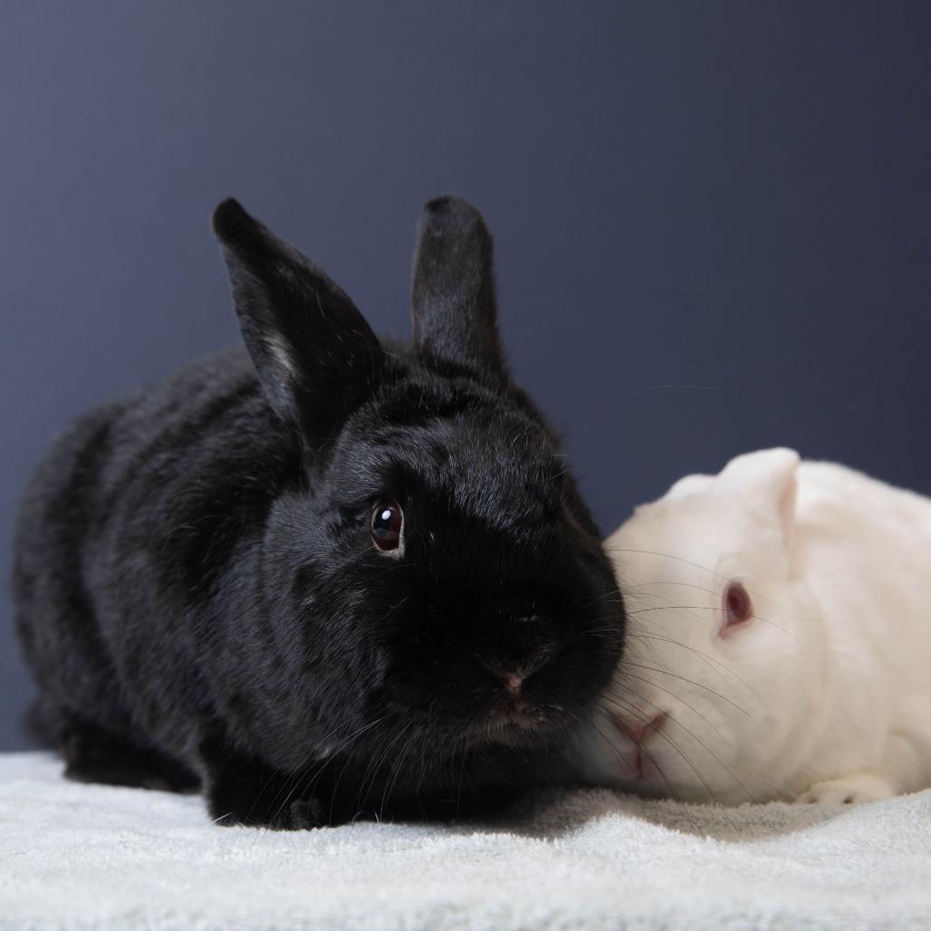 Enlarge Final Four, a Adoptable American in Richmond, CA image 1/6