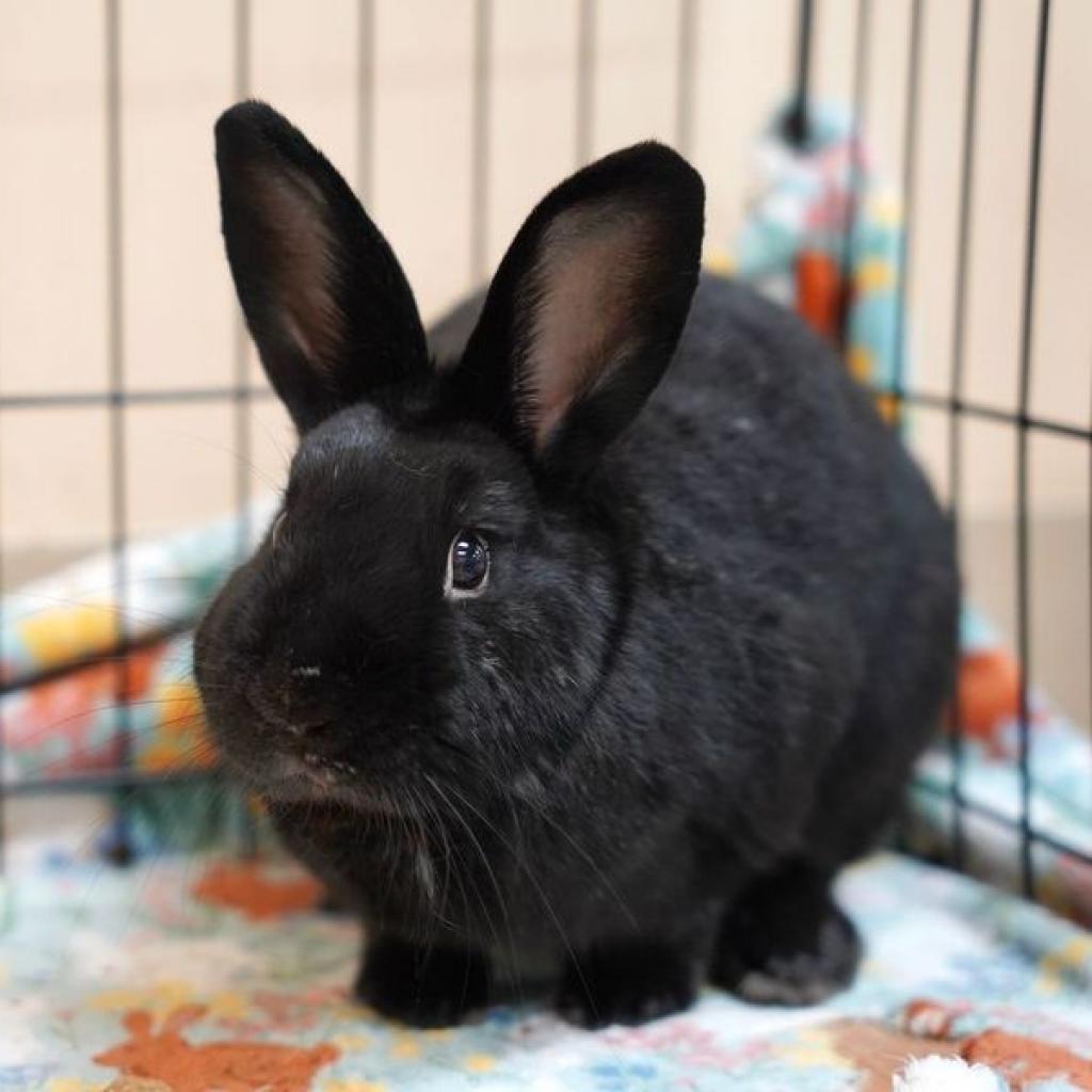 Final Four, Adoptable, Adult Male American.