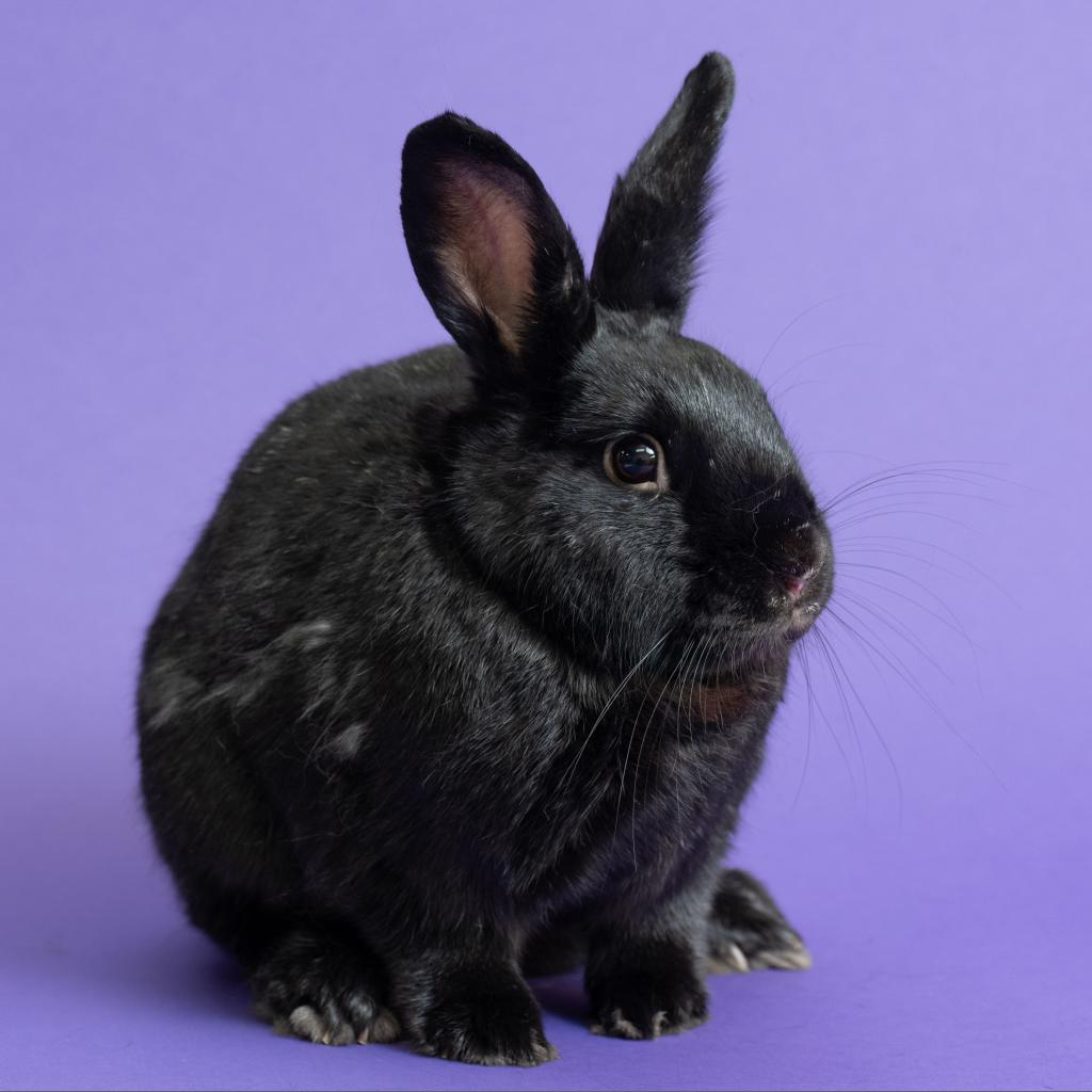 Enlarge Final Four, a Adoptable American in Richmond, CA image 2/6