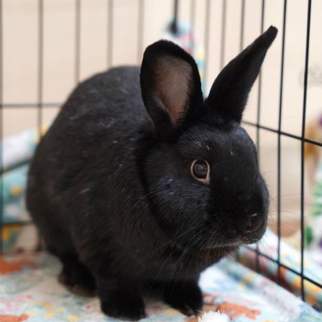 Enlarge Final Four, a Adoptable American in Richmond, CA image 3/6