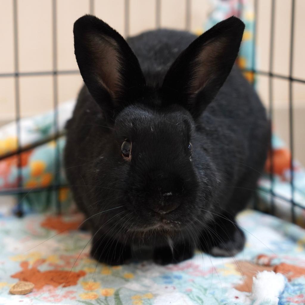 Enlarge Final Four, a Adoptable American in Richmond, CA image 4/6