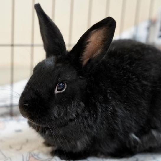 Enlarge Final Four, a Adoptable American in Richmond, CA image 5/6