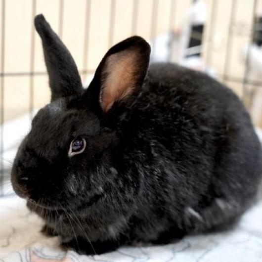 Enlarge Final Four, a Adoptable American in Richmond, CA image 6/6